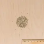 Potagères - Laitue Batavia Blonde à Bord Rouge 2 - BIO - MEDIA_3D